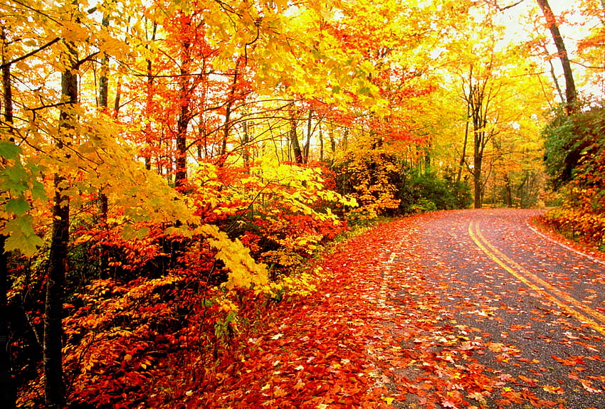 Fall Aesthetic, Happy Autumn HD wallpaper | Pxfuel