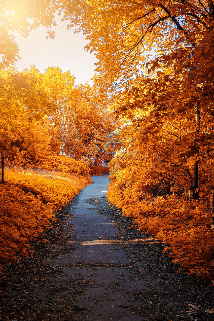 Park, trees, Foliage, autumn, pathway, leaves HD phone wallpaper