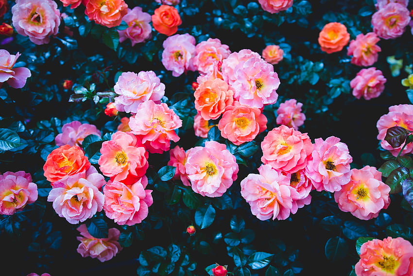 Flowers, Roses, Pink, Bush, Bloom, Flowering HD wallpaper