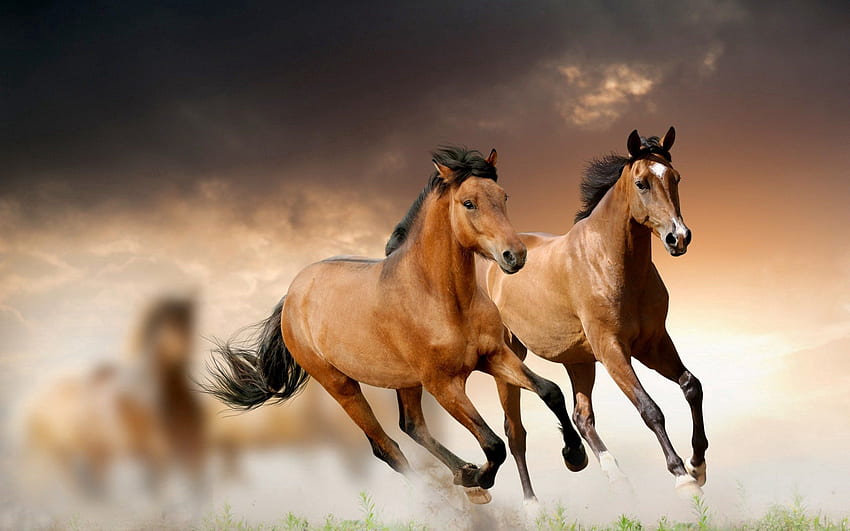 Tiere, Gras, Pferde, Wolken, Laufen, Laufen HD-Hintergrundbild