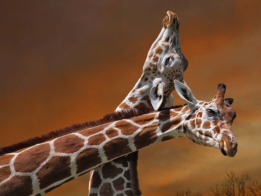 girafas, fofos, luta, selvagem, áfrica, vida selvagem, savana, animais, amor, natureza, amigos papel de parede HD