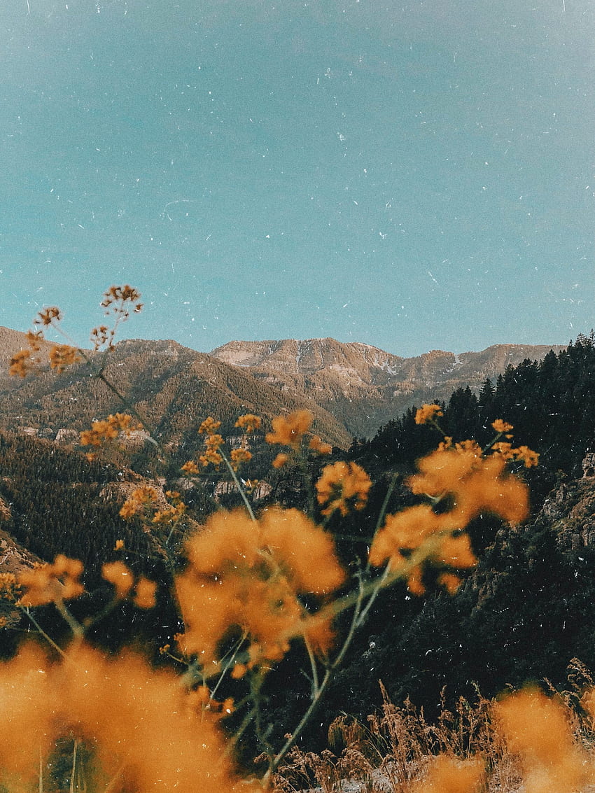 yellow dreams. Nature aesthetic, Landscape graphy, Nature graphy, Retro Scenery HD phone wallpaper