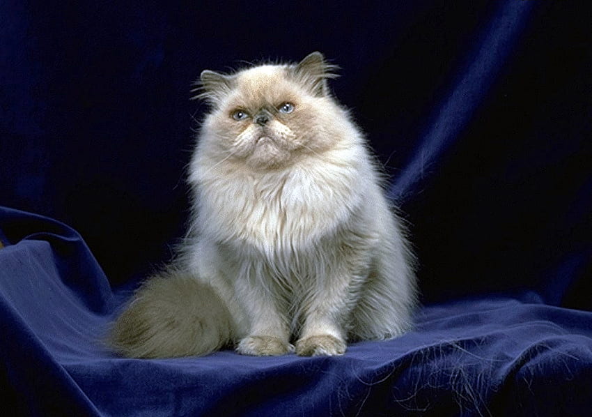 cat posing, blue, cat, grey, domestic HD wallpaper