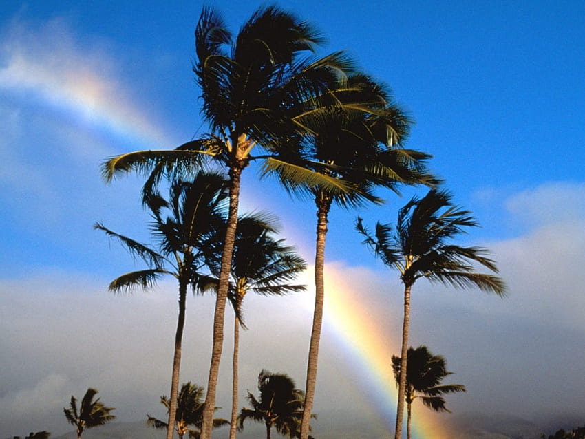 Hawaiian rainbow, rainbow, palm trees HD wallpaper
