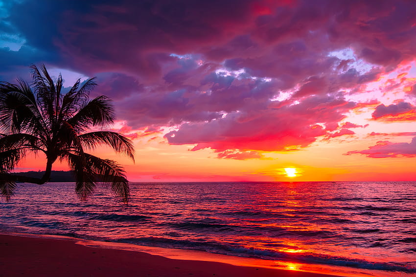 Tropical sunset, sea, palms, sand, tropics, coast, paradise, beautiful,  beach, summer, purple, waves, pink, reflection, sky, ocean, sunset HD  wallpaper | Pxfuel