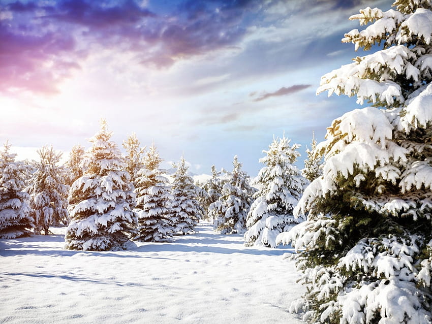 Winter Scenery, Winter, Nature, Snow, Trees HD wallpaper | Pxfuel