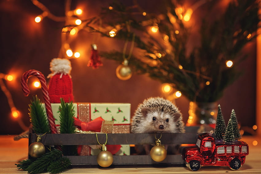 :), animal, craciun, christmas, cute, hedgehog, card, gift, new year, lights HD wallpaper