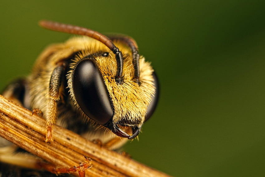 มาโคร ตา แมลง เที่ยวบิน ผึ้ง วอลล์เปเปอร์ HD