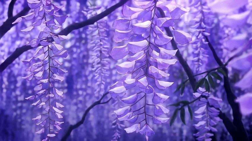 Drxppy Richh auf Twitter. Anime-Blume, Anime-Landschaft, Wisteria-Baum, Dämonentöter-Blume HD-Hintergrundbild