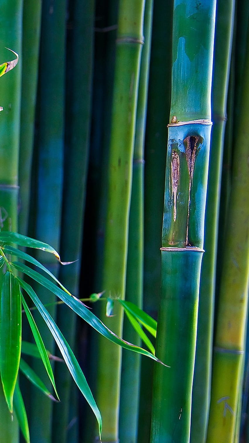 Grüne Bambuslinien iPhone 6. HD-Handy-Hintergrundbild