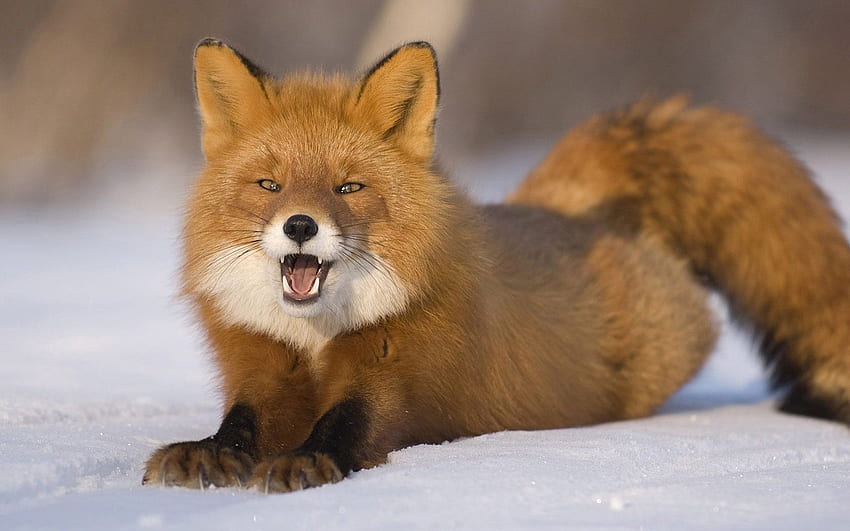 Lis, rudowłosy, młody, śnieg, w dół, śmieszne tło, zabawny lis Tapeta HD