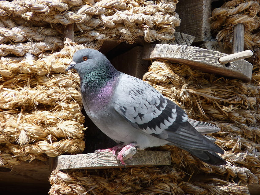 Animals, Bird, Sit, Dove, Dovecote HD wallpaper
