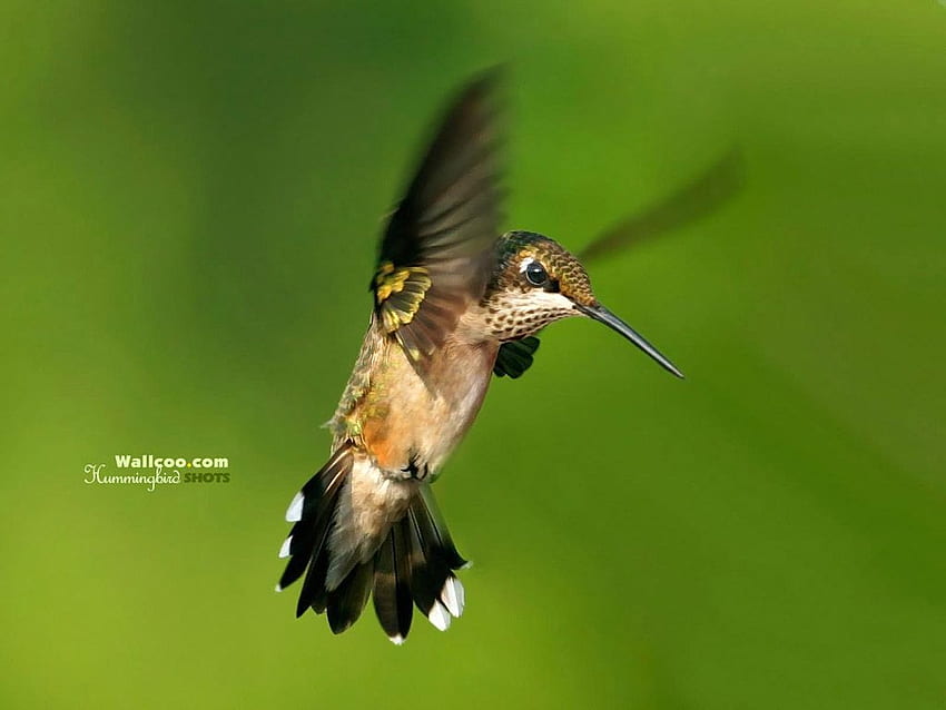 Hummingbird and flowers - Cute hummingbirds HD wallpaper