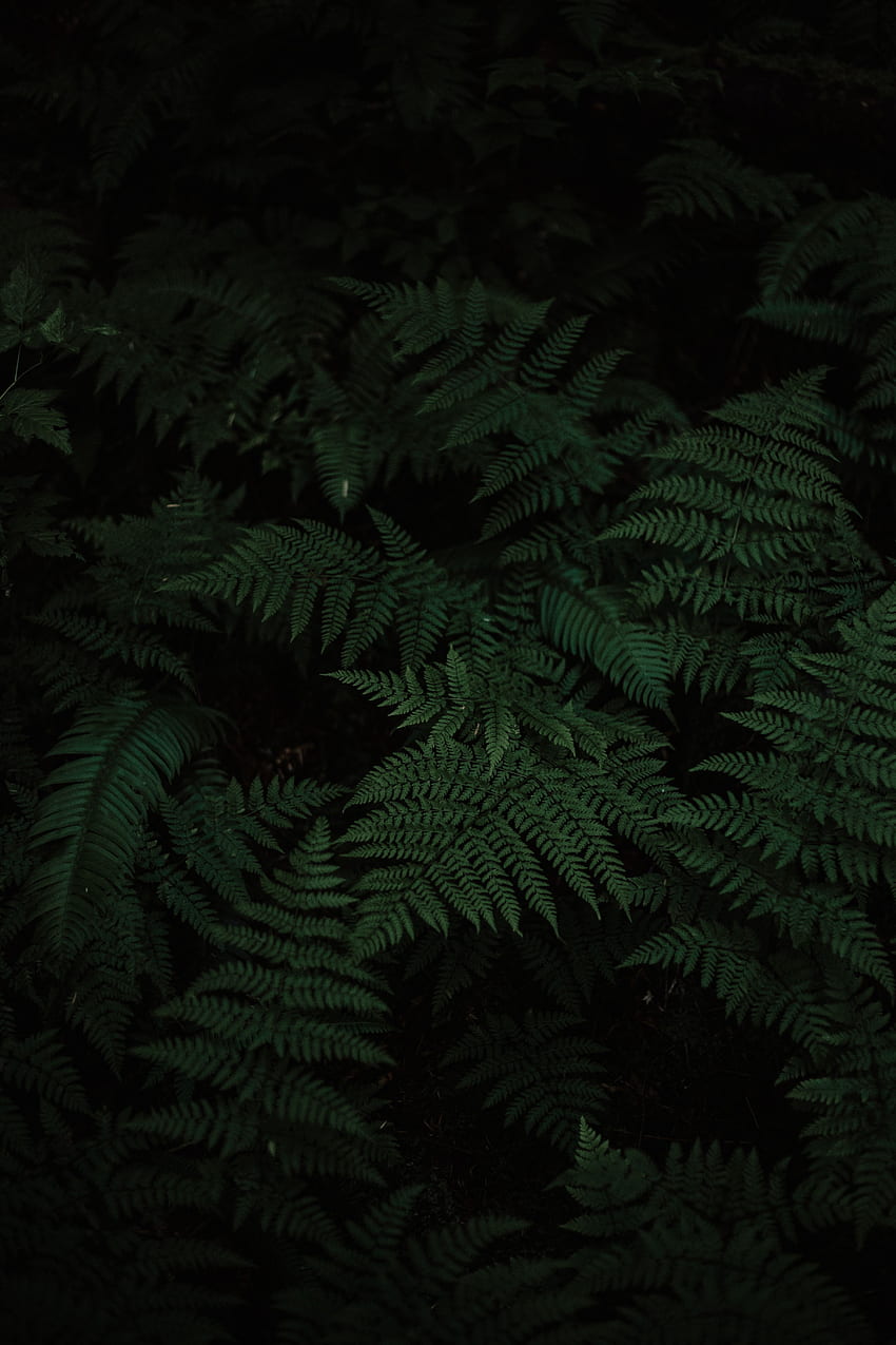 Nature, Leaves, Plant, Fern, Carved HD phone wallpaper