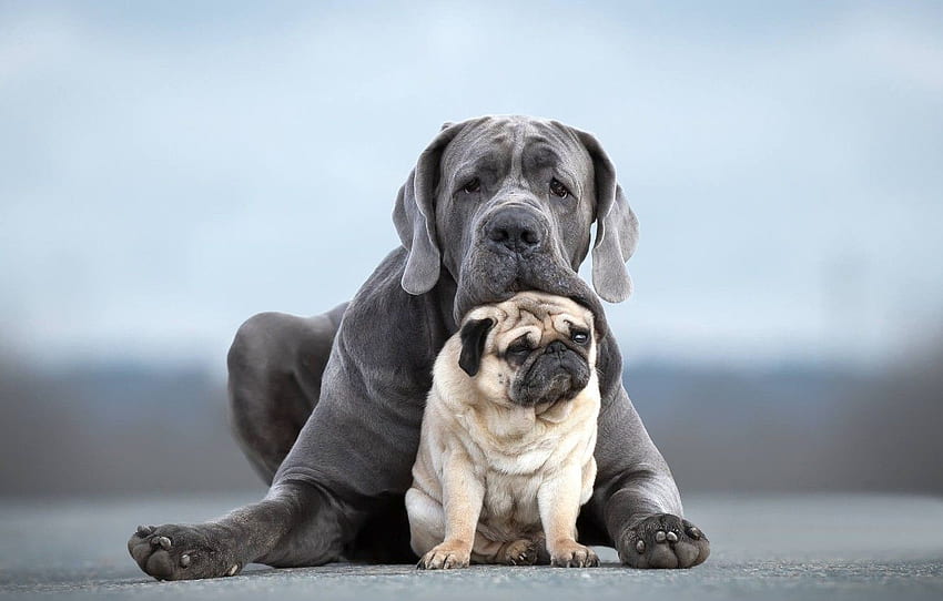 dogs, portrait, pair, friends, two dogs, Pug, Cane Corso for , section собаки HD wallpaper