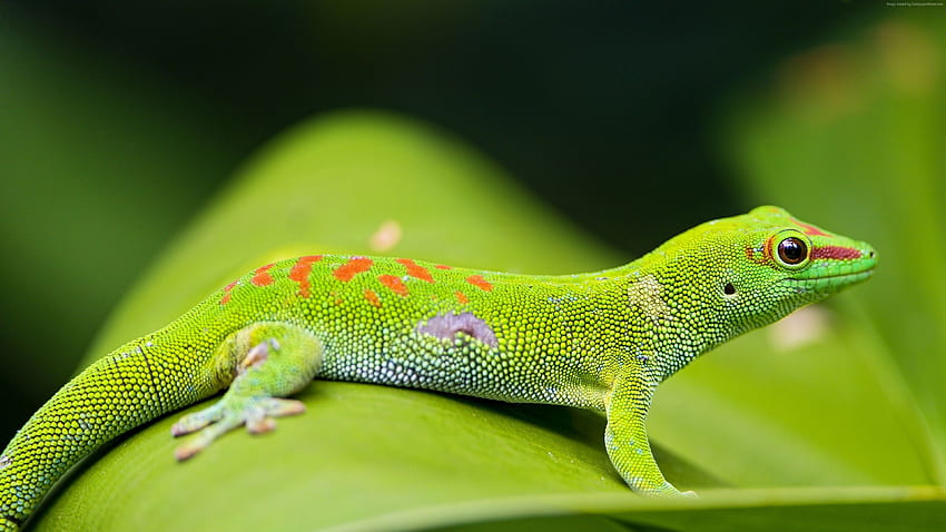 Gecko, reptile, green, , Animals HD wallpaper