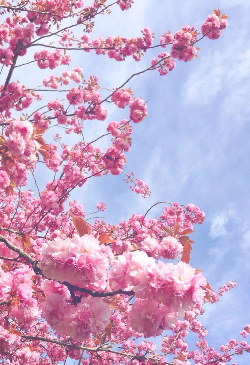 Cherry blossoms. Cherry blossom , Flower phone , Flower aesthetic, Dark Cherry Blossom HD phone wallpaper