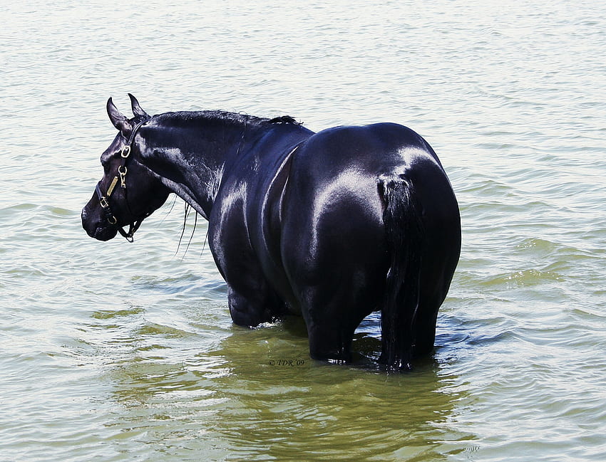Arabian Beauty 1, arabo, cavalli, neri, animali Sfondo HD