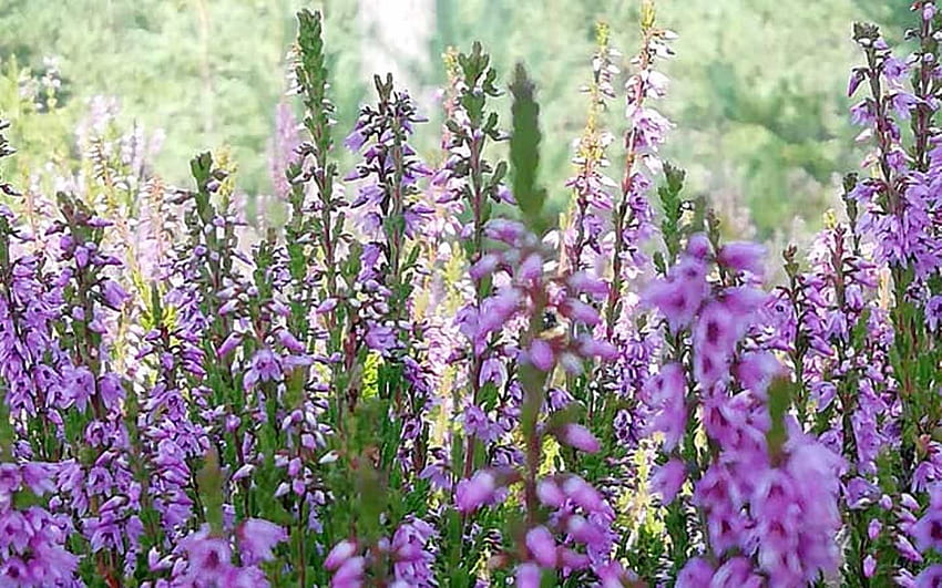 ฮีทเธอร์ สีม่วง ลัตเวีย ดอกไม้ มาโคร วอลล์เปเปอร์ HD