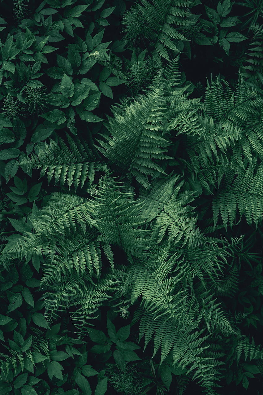 自然, 葉, 上からの眺め, 植物, シダ HD電話の壁紙