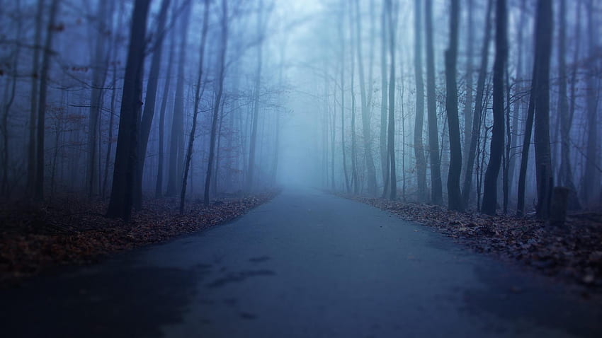 Horreur bleu hiver automne forêts sombres effrayant Fond d'écran HD