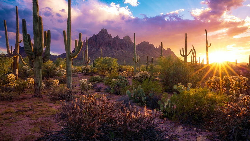 Désert de Sonora, Arizona, couleurs, nuages, paysage, ciel, cactus, Etats-Unis, colline, coucher de soleil Fond d'écran HD
