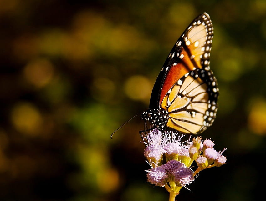 Kupu-kupu, warna, bunga Wallpaper HD