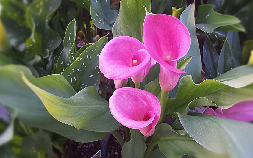 Calla lilies, Flowers, Plants, Lily, Pink HD wallpaper