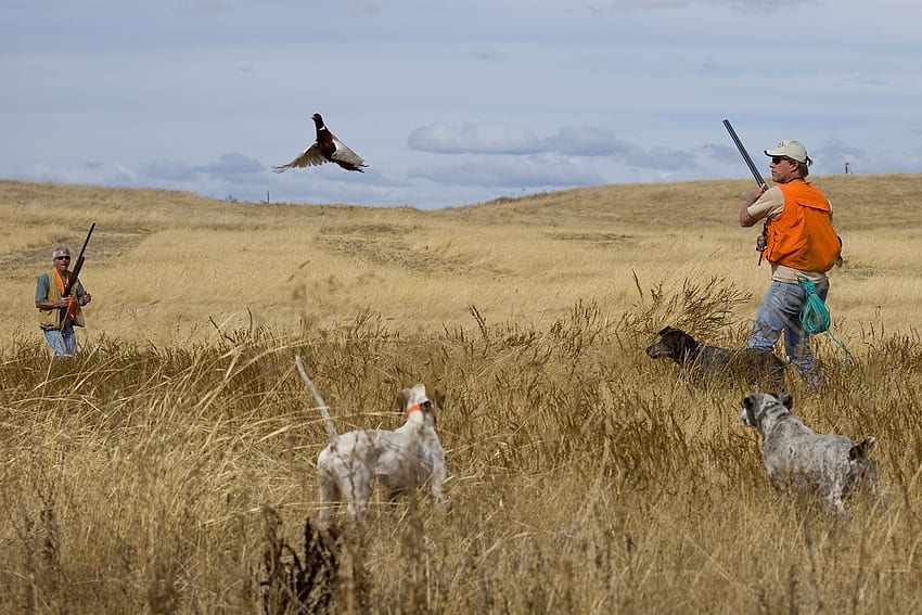 Pheasant Hunting. Cary's Board. Pheasant hunting, Upland Bird Hunting HD wallpaper
