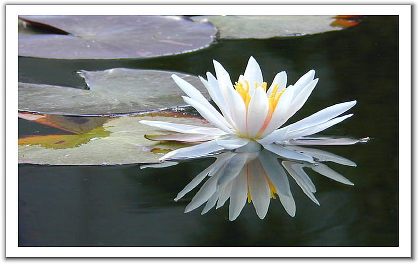 Lotus, , flower HD wallpaper