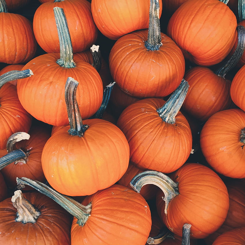 Weekends: A Touch of Pumpkin Spice for Mac, iPhone, iPad, and Apple, Thanksgiving Pumpkin HD phone wallpaper