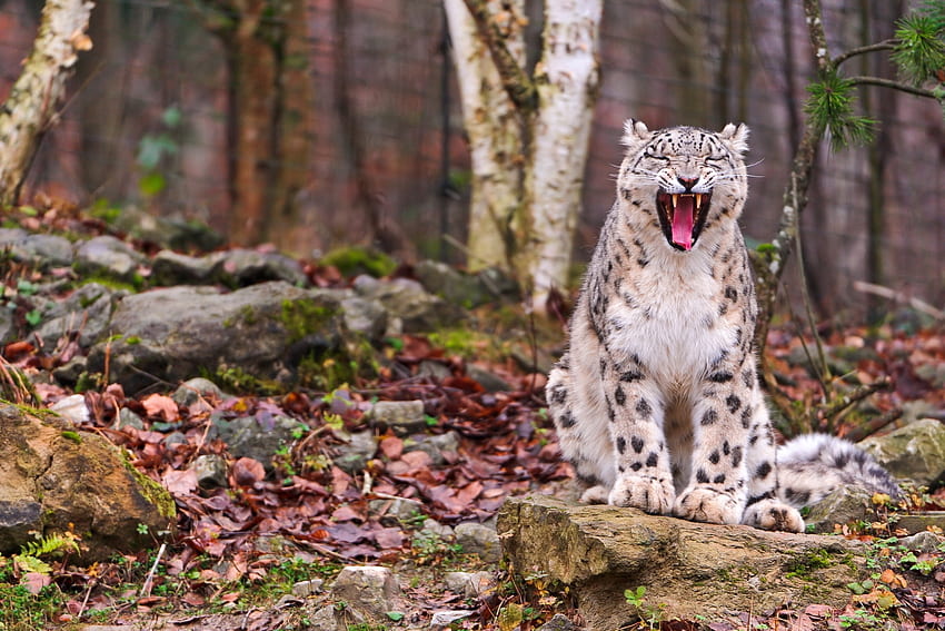 Animais, Outono, Folhas, Snow Leopard, Floresta, Grin, Focinho, Predador papel de parede HD