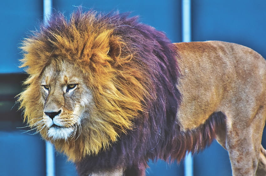 Animals, Lion, Predator, Mane, King Of Beasts, King Of The Beasts, Serious HD wallpaper