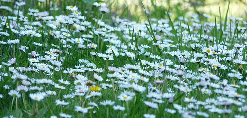 Daisies, white, graphy, daisy, green, bulgaria, nature, flowers HD wallpaper