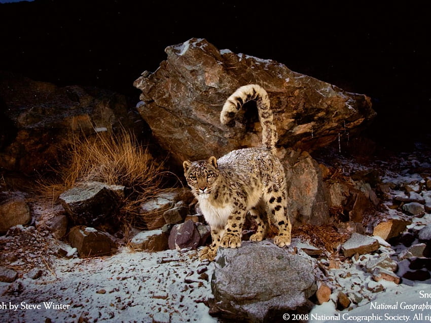 leopardo innevato, leopardo delle nevi Sfondo HD