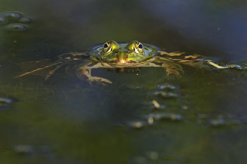 Animals, Water, Eyes, Basin, Frog HD wallpaper