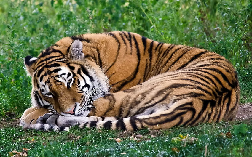 Tiere, Gras, hinlegen, liegen, Raubtier, Tiger, schlafen, träumen, zusammenrollen, gerinnen HD-Hintergrundbild