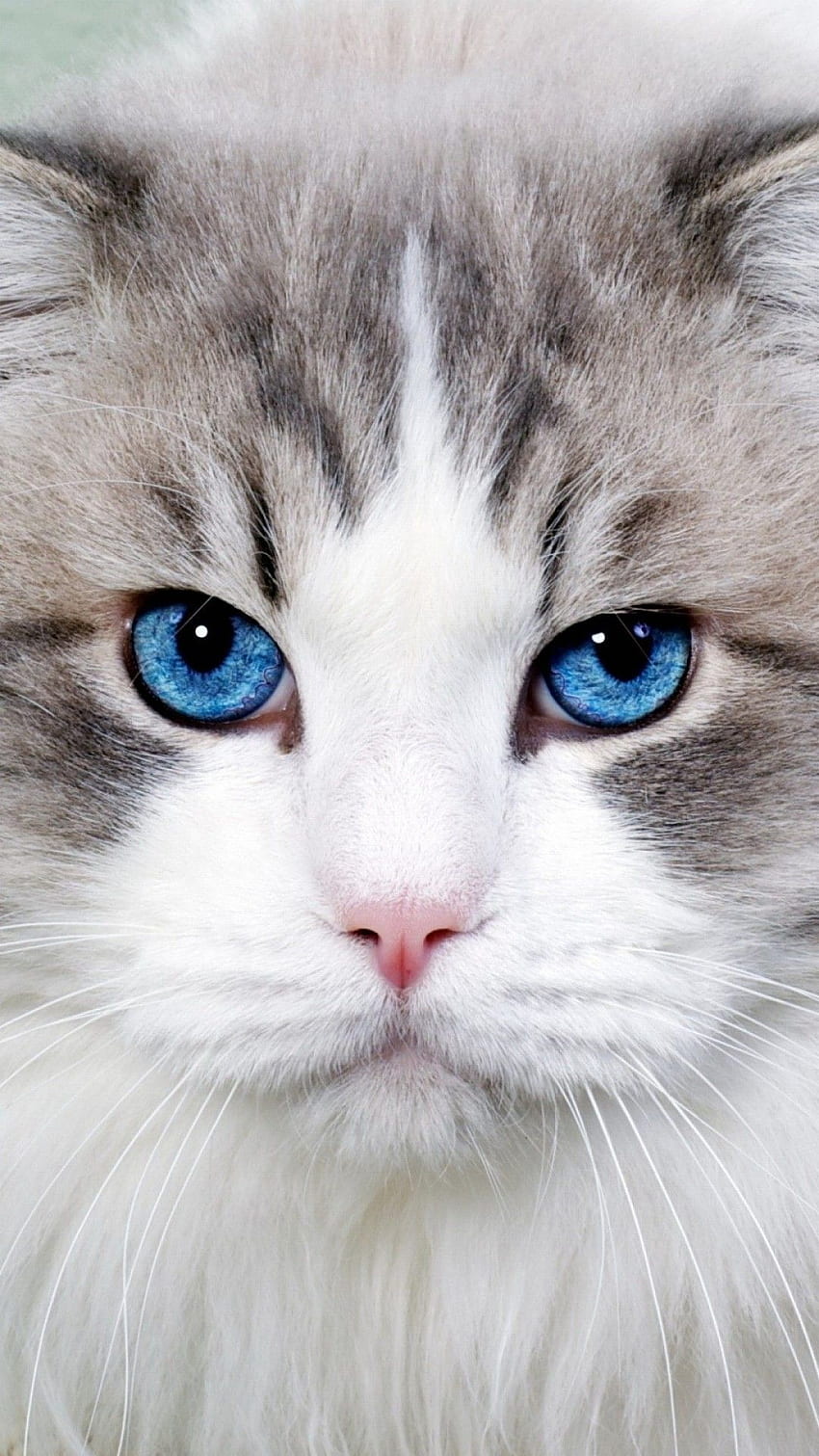 Cute Cats for iPhone 6 .., Cat Face HD phone wallpaper | Pxfuel