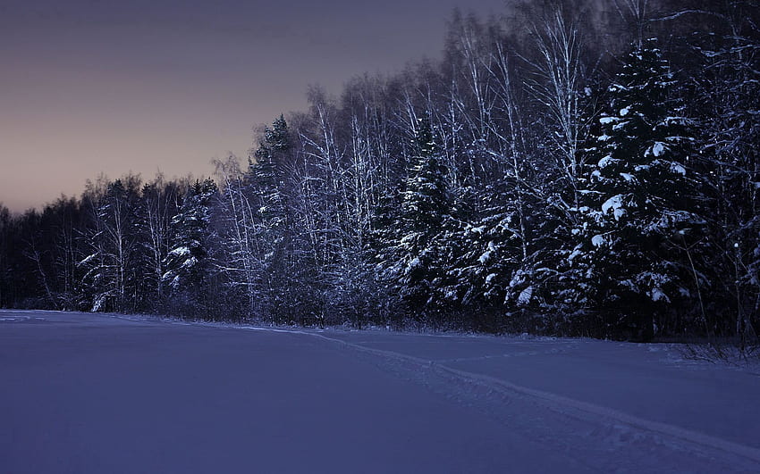 Зима, природа, дървета, нощ, сняг, поле HD тапет