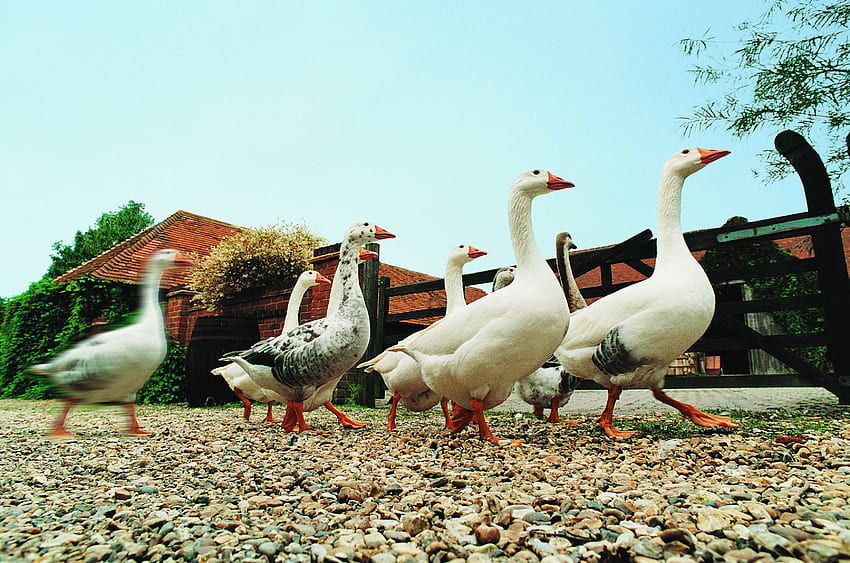 Animals, Geese, Birds, Farm, Economy HD wallpaper