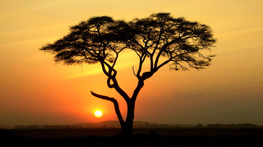 Acacia Tree. African tree, Acacia tree, Magical tree HD wallpaper