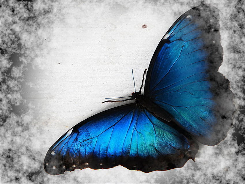 In the clouds, blue, black, butterfly, morpho, clouds HD wallpaper