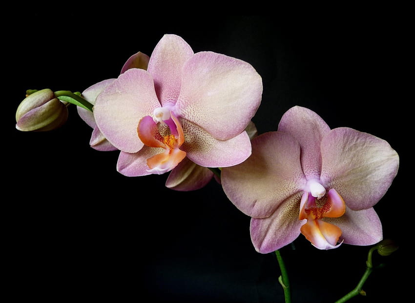 Flores, Flor, Ramo, Fundo Preto, Orquídea papel de parede HD
