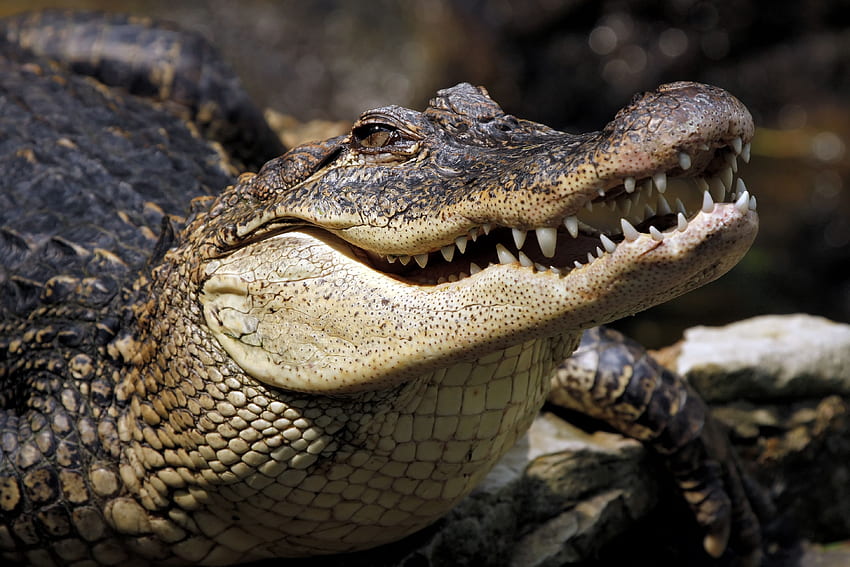 Animals, Muzzle, Crocodile, Dangerous HD wallpaper