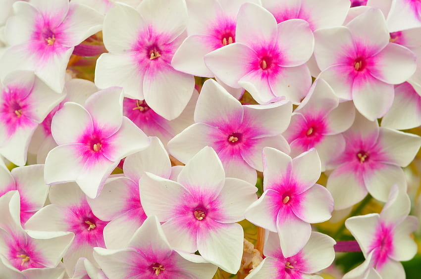 Flowers, Pink, Petals, Phlox HD wallpaper