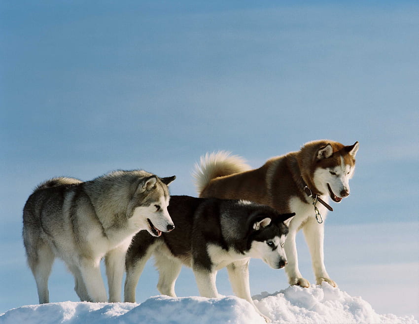 Zwierzęta, psy, śnieg, kolor, spacer, rasa, husky Tapeta HD