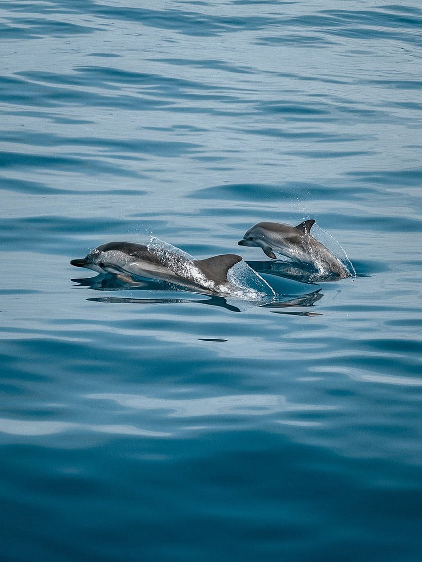 Delfín: [HQ], Delfines bajo el agua fondo de pantalla del teléfono
