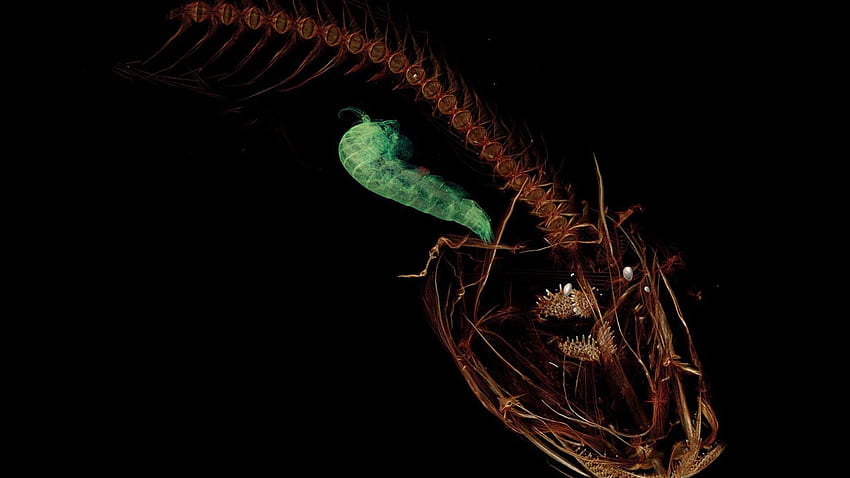 How The World's Deepest Fish Survives Bone Crushing Pressure. National Geographic, Mariana Trench HD wallpaper