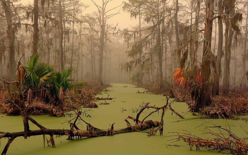 ルイジアナ州の湿地 - 自然 高画質の壁紙