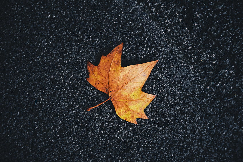 Autumn, Macro, Sheet, Leaf, Maple, Veins HD wallpaper